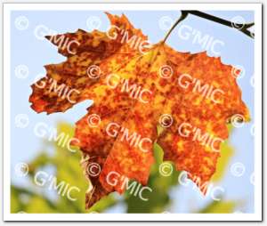 gallery_watermark_visible36