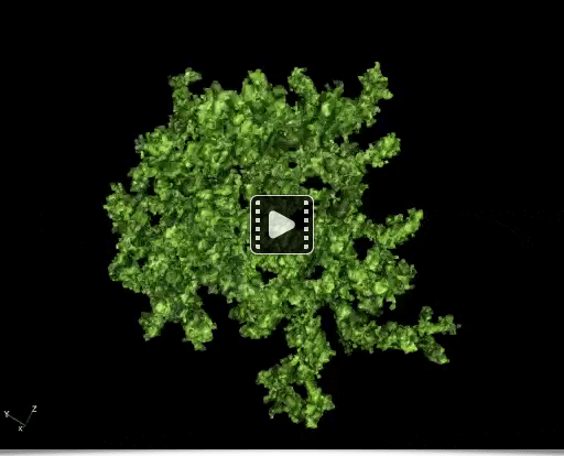 Forest Moss Forest Moss