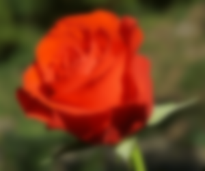 -sp rose,300 nm. BlurMe -b[BlurMe] 4