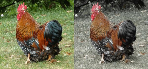 sample rooster,300 +orientation. +fill. cross(I,[0.935,0.235,0.265]) -norm. -normalize. 0,1 -fill.. whitevect=[1,1,1]/norm([1,1,1]);lerp(I,whitevect,i#-1) -fill.. I/norm(I) -rm. +norm[0] -mul[-2,-1]