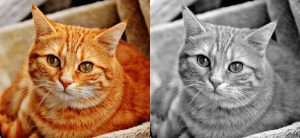 sp cat,150 +norm. to_rgb. normalize. 0,{2^8-1}